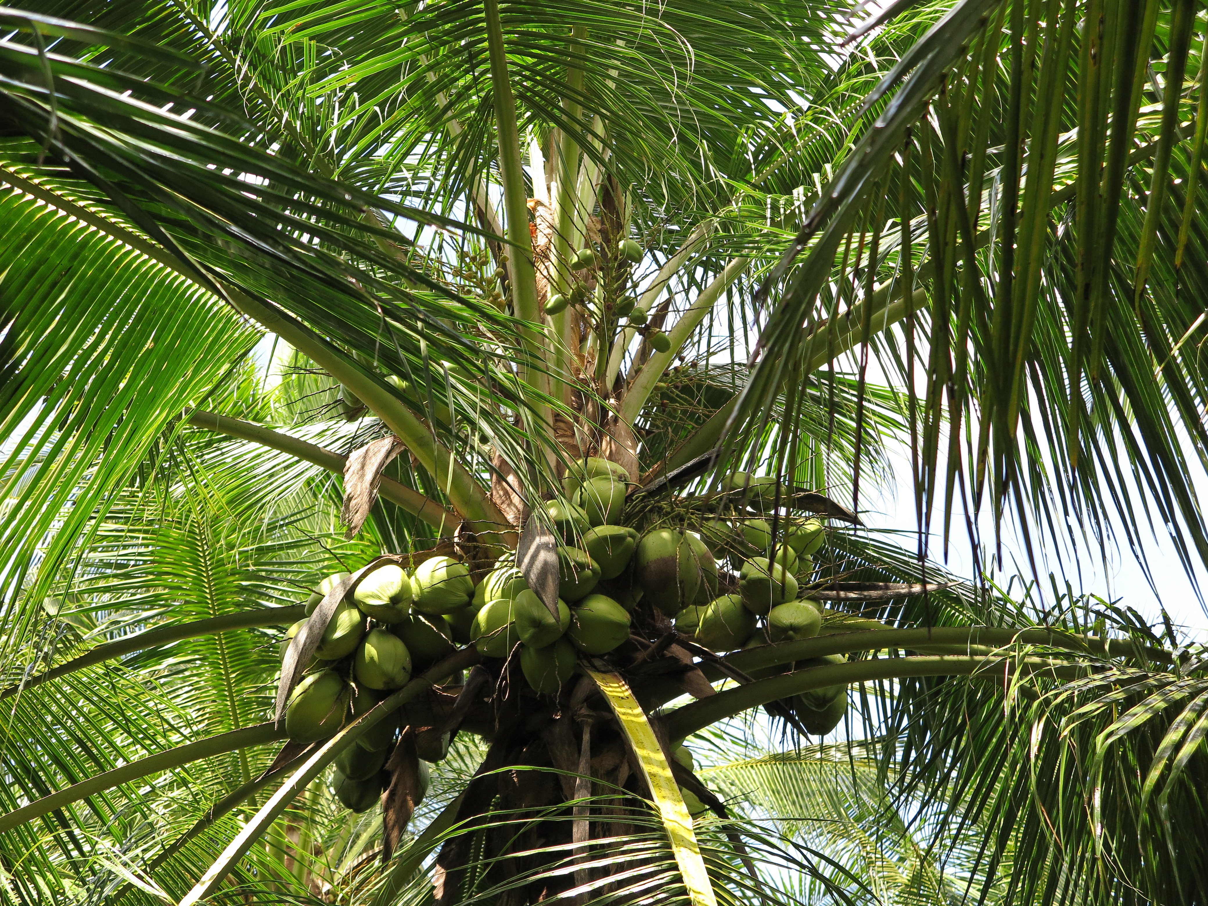 Kokospalme mit Kokosnüssen Kokospalme mit Kokosnüssen